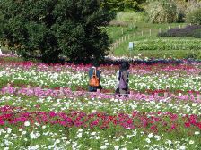 花の道のコスモス