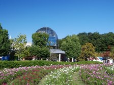 公園館前は5分咲きです