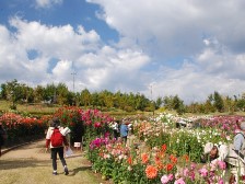 満開のダリア園