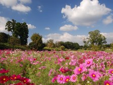 秋の花畑のコスモス