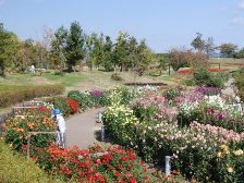 満開のダリア園