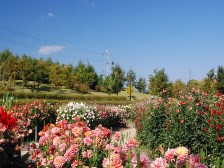 満開のダリア園