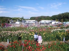 満開のダリア園