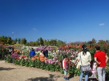 ダリア園