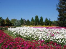 満開のコスモス