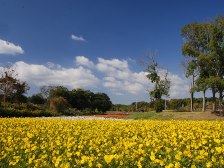 秋の花畑のキバナコスモス