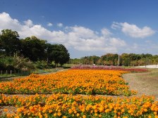 秋の花畑のキバナコスモス