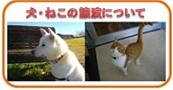 犬・ねこの譲渡について