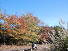 園内は紅葉が目立つようになりました