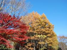 柿の木広場の紅葉