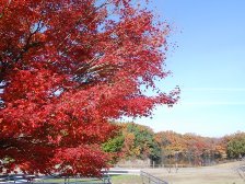 三吉2号墳の紅葉