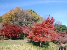 流れのある坂道の紅葉