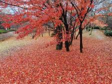 柿の木広場の散り紅葉