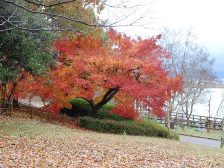 イロハモミジの紅葉