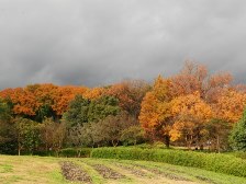 雑木の紅葉