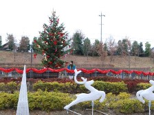 彩りの広場のクリスマスツリー