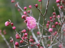 梅が開花しました