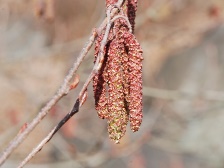 ハンノキの花