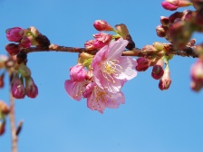 カワズザクラが開花しました