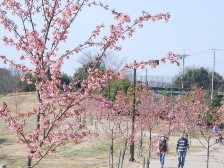 カワヅザクラは見頃です