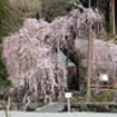 宝蔵寺のシダレザクラ（東吉野村）