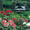 長谷寺（桜井市）