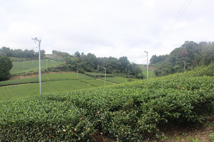 山の斜面に広がる月ヶ瀬の茶園の画像1