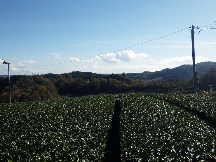 山の斜面に広がる月ヶ瀬の茶園の画像2