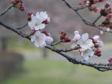 ソメイヨシノが開花しました