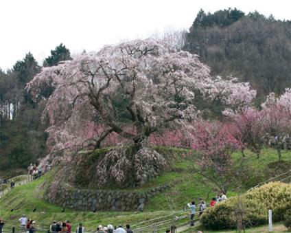 又兵衛桜画像