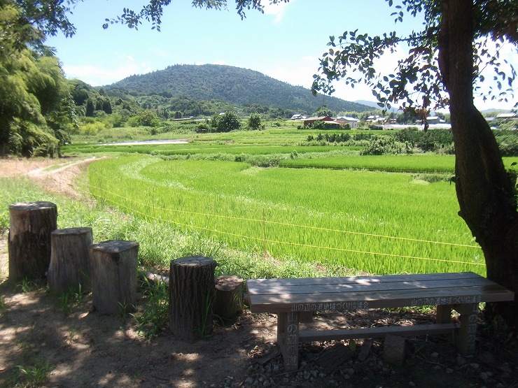 山の辺の道周辺に広がる穴師の棚田と三輪山の風景の画像