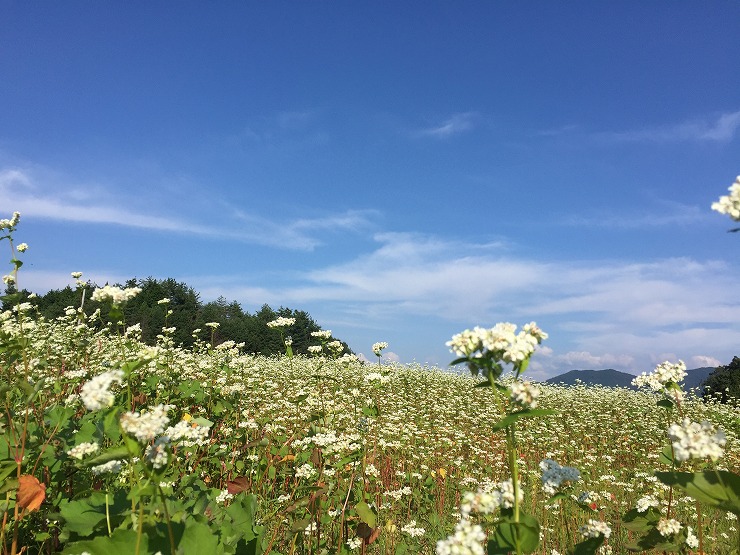 笠荒神付近の一面のそば畑の画像1