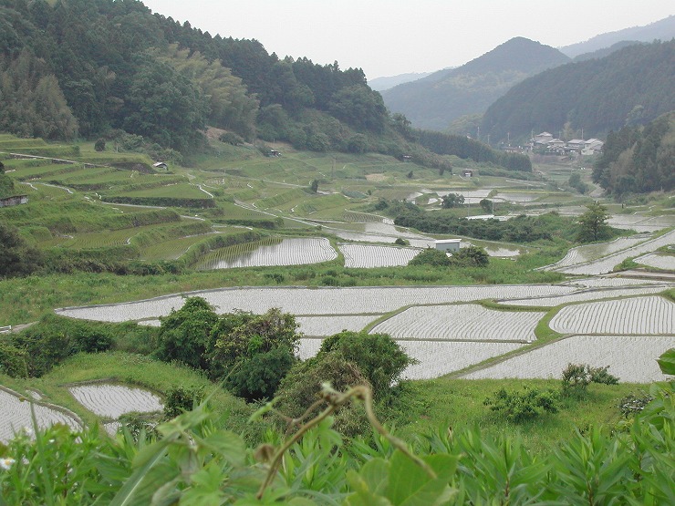 吉隠の谷筋に広がる棚田の画像