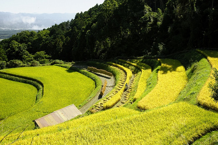 金剛山麓の棚田の画像