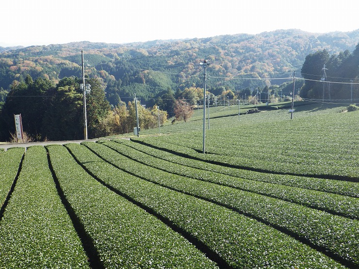 神野山山麓から見下ろす茶園の画像1