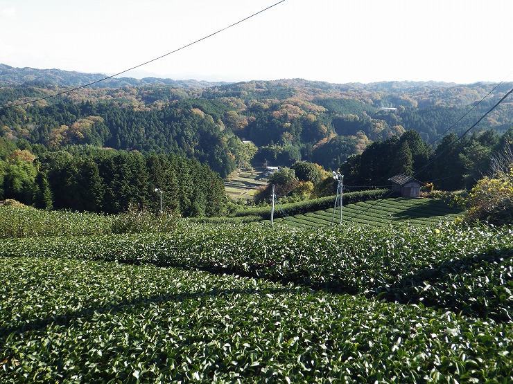 神野山山麓から見下ろす茶園の画像2