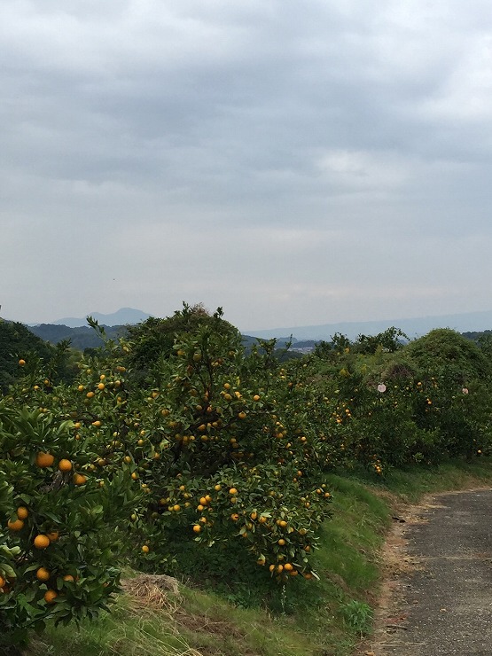 二上山を望む明日香の果樹園の画像2