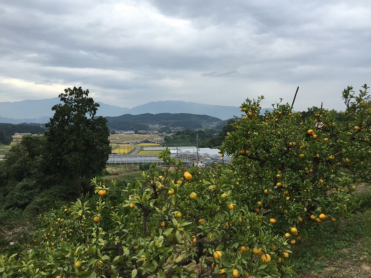 二上山を望む明日香の果樹園の画像3