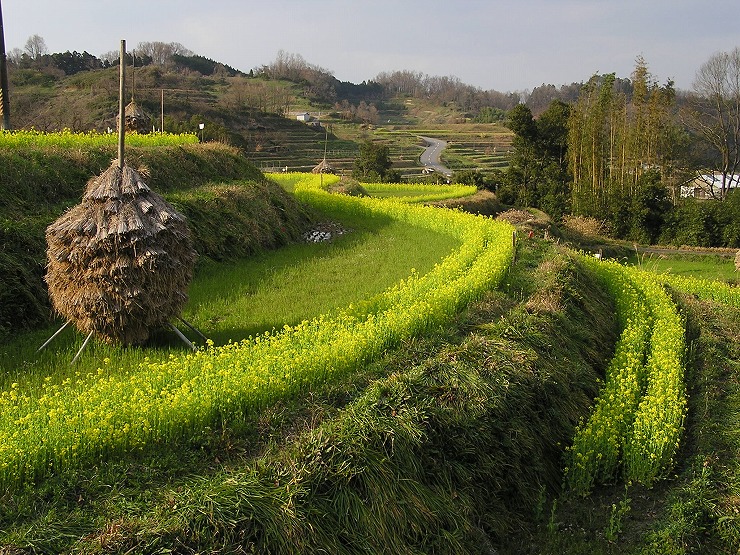 稲渕の棚田の画像1