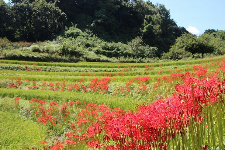 稲渕の棚田の画像2