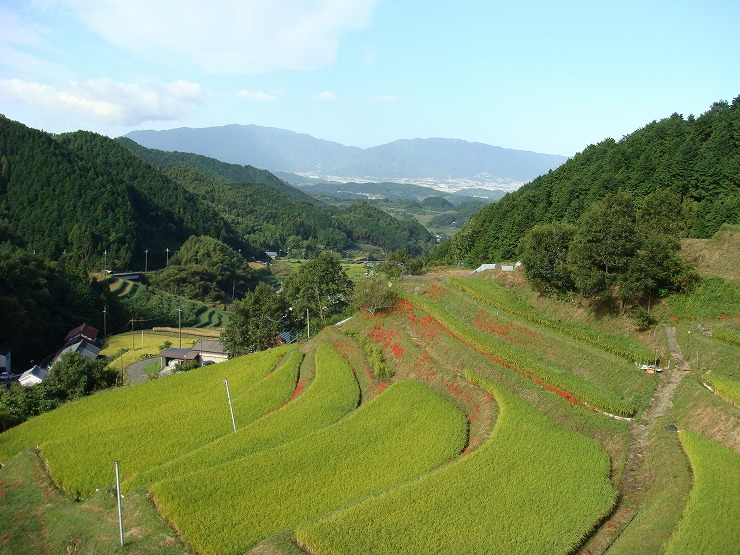 かむらから見下ろす明日香の棚田の画像