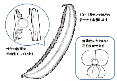 シカクマメ