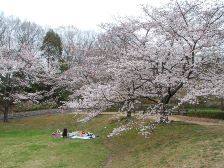 だんだん広場の桜は7分咲きです
