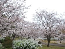 陽だまり広場の桜も7分咲きです