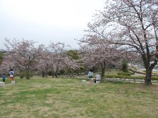 集いの丘の桜は5分咲きです。