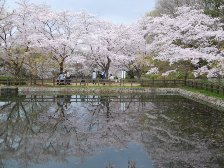 桜は満開です