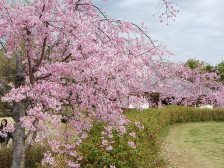 枝垂桜が7分咲きです