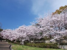 桜は散り始めです