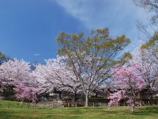 陽だまり広場の桜