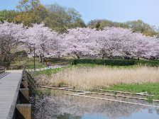 古墳の丘の桜